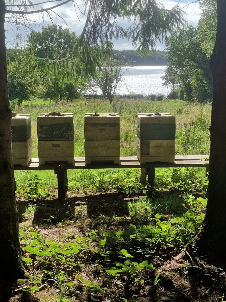 Bienenbeuten nahe der Genner Bugt