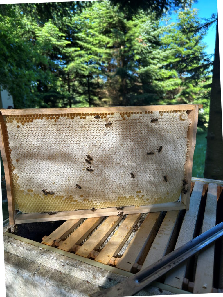 Bienenwabe aus Svens Imkerei